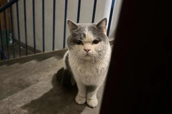 流浪猫的命运：在城市中生存的勇敢灵魂
