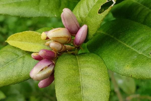 命里有花盆：探寻人生的美好与挑战