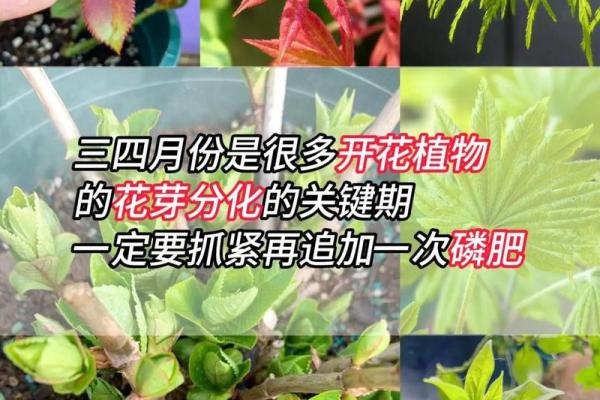 男子养花与命格分析：适合培育的开运植物选择与养护指南