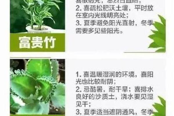 男子养花与命格分析：适合培育的开运植物选择与养护指南