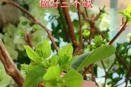 命里土多缺水，如何调和五行，助你平步青云？