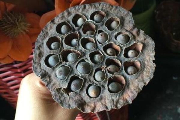 命里缺水，家里放什么能带来好运与和谐？