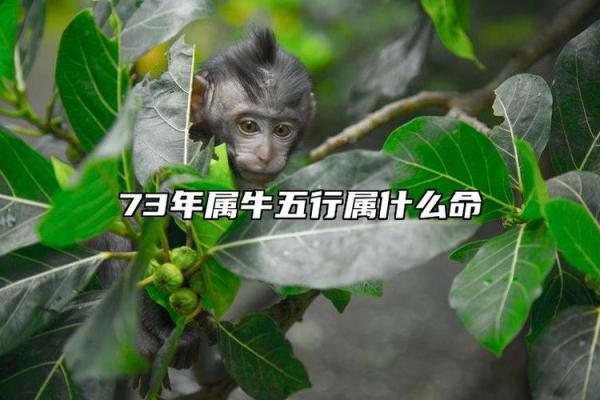 九七年五月属牛人的命运探秘