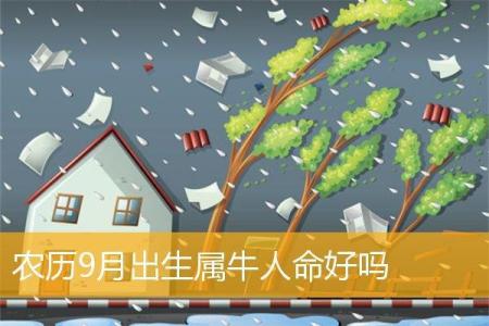 农历2011年属什么命？探寻兔年的命运与人生智慧