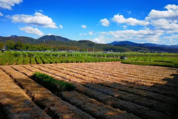 路旁土命：为路边风景培育的命运与人生哲学