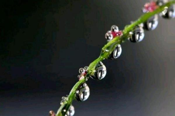 癸水：诠释命盘中温润如水的深邃智慧与丰富情感