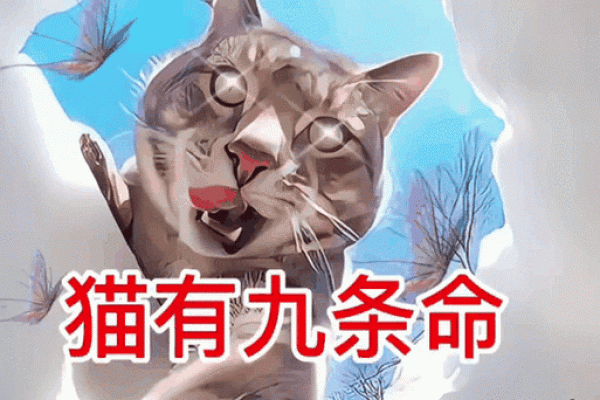 神秘的猫咪：九条命的传说背后故事