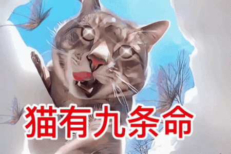 神秘的猫咪：九条命的传说背后故事