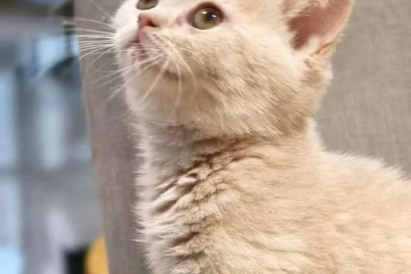探索猫咪为何被称为拥有九条命的奥秘与魅力