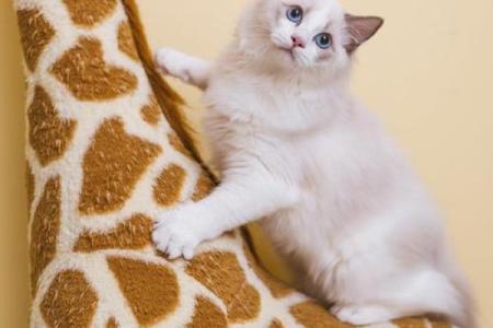 探索猫咪为何被称为拥有九条命的奥秘与魅力