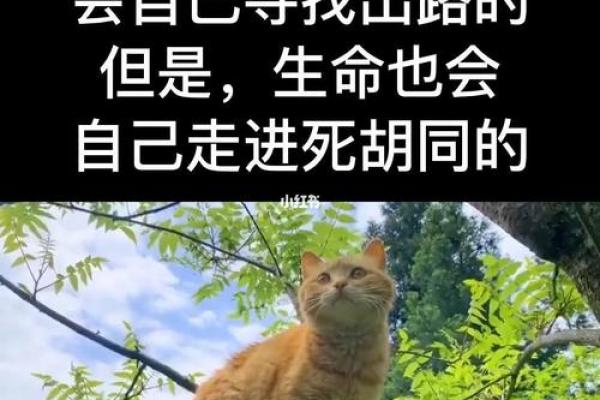 深入解析命理辰土的含义与影响，开启生命的新视角！