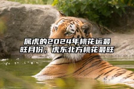 六月的龙与十二月的虎:命理中的神秘交汇与人生启示