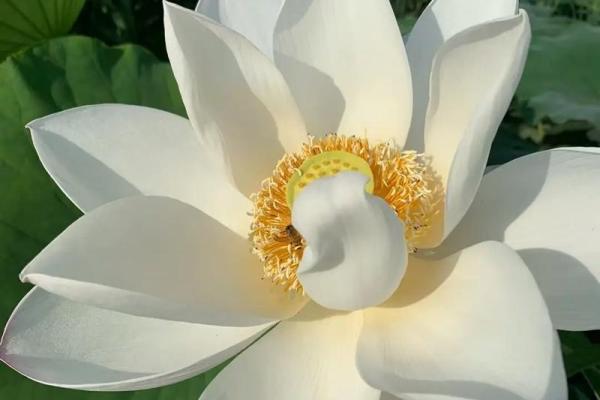 平地木命与五行相克：命理中的和谐与冲突探秘