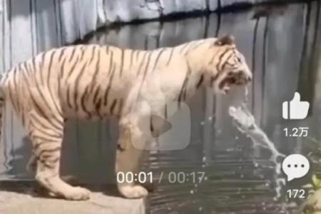 命里两个白虎的深刻寓意与人生启示