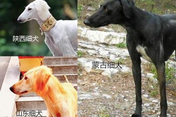 命里犯天狗，揭秘天狗传说与其对命运的影响