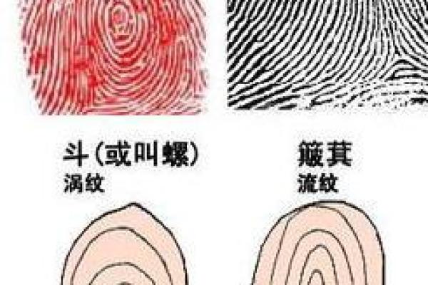 探秘男人手上九簸箕的命运之谜：如何解读人生轨迹与机遇