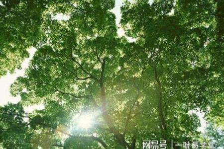 如何为木命孩子选择适合的干娘，幸福成长人生路