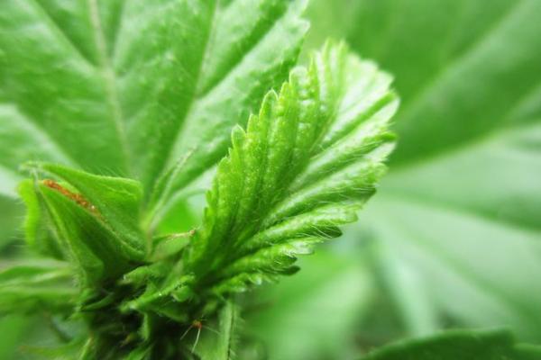 探秘决明子的土命：自然界的神奇草本力量