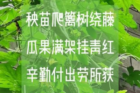 劳碌命带夫劳:生活中的辛勤与付出
