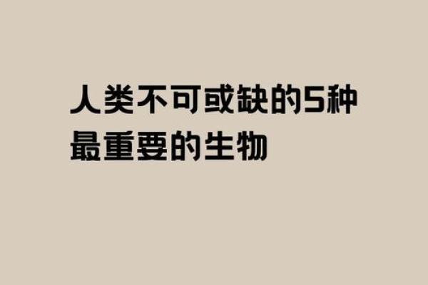 生活中蜜蜂的价值与保护——不可或缺的小小盟友