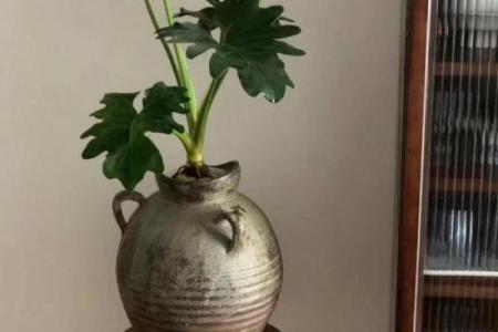 路旁土命人士居家风水:增运摆件与植物推荐指南