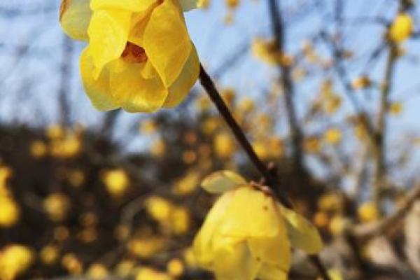 梅香之命：指引人生的芬芳与智慧