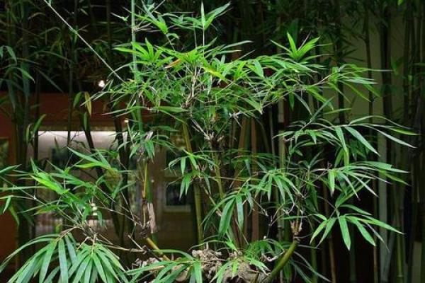 霹雳火命的朋友适合养什么植物？来看看这些美丽的选择！