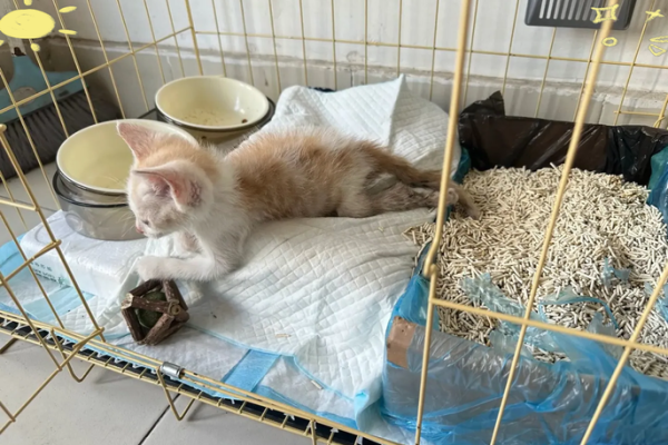 猫的神秘传说：为什么猫被称为有九条命？