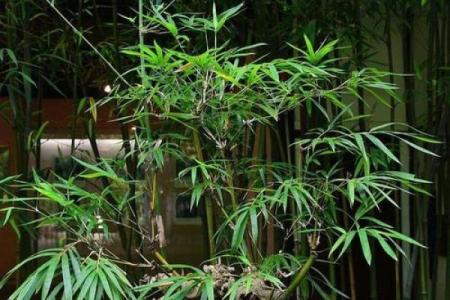 霹雳火命的朋友适合养什么植物?来看看这些美丽的选择!