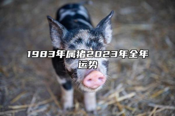 零七年属猪的命运与性格解析：2023年运势新展望