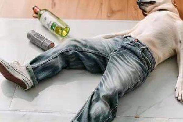 苦等八年的狗狗：生命中的忠诚与灵魂伴侣
