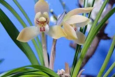 解析兰花命格：蕴藏的神秘与命运的启示