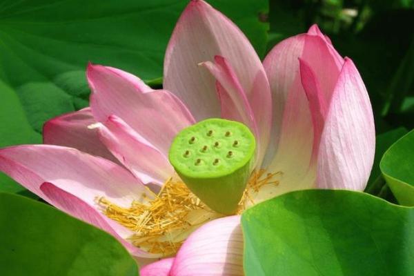 七彩桃花的命格象征与人生幸福探秘