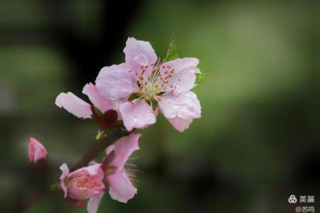 七彩桃花的命格象征与人生幸福探秘