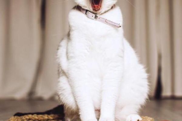 猫有九条命，生肖中哪个动物最神秘？
