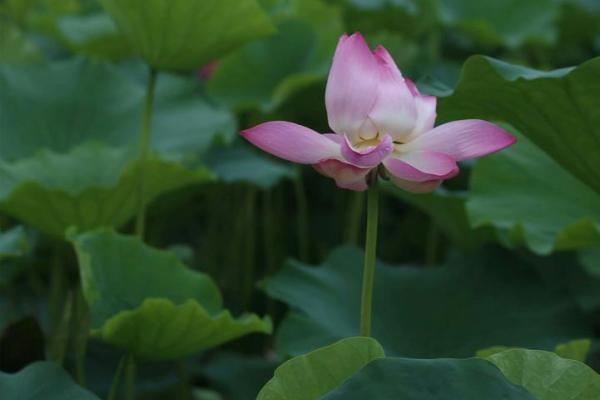 命里无桃花，缘来心空：探寻桃花运的奥秘与命格解析