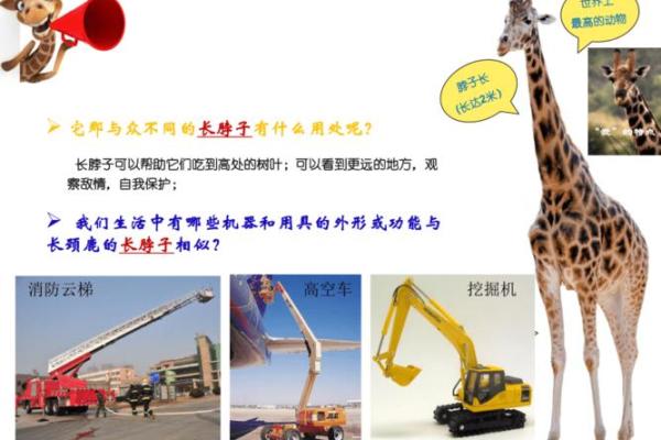 探索“隆命”之美：与生活的深刻联系与启示