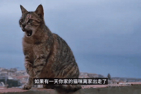 探秘九条命的猫：九条命与猫品种的奇妙传奇