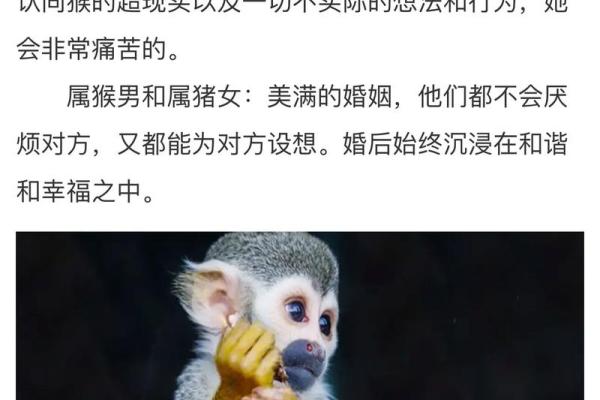 六月出生的男猴：解密他的命运与性格特点