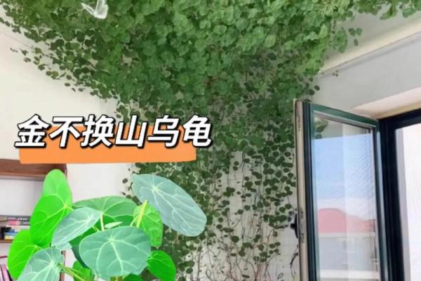 骂人“乌龟命”的背后，隐藏着怎样的社会寓意？
