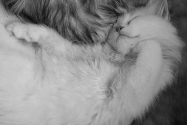 神秘的猫：为什么它们被称为拥有九条命？