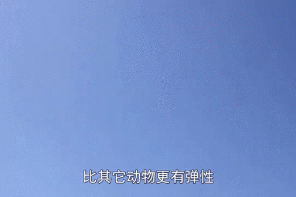 神秘的猫：为什么它们被称为拥有九条命？
