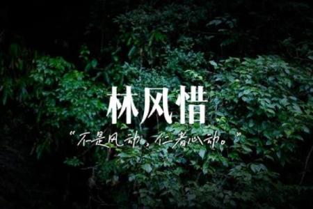 探秘乙木命：命格中的树木之灵与生活哲学
