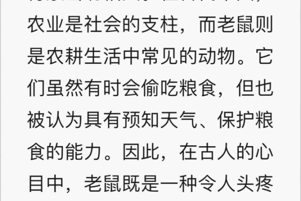 揭开老鼠命理的神秘面纱：解析鼠年运势与性格特点