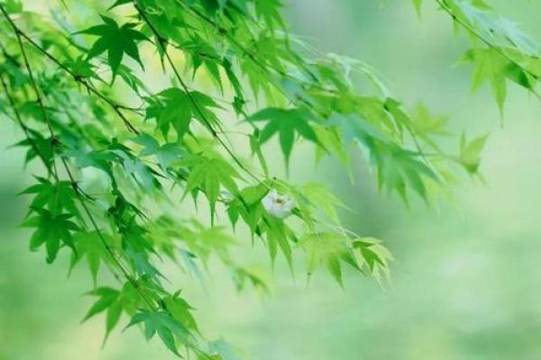 如何选择适合林木命的植物，让你的生活更加生机勃勃