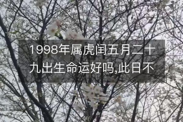 农历五月出生的虎命人，性格解析与命运走向