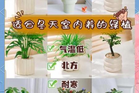 如何选择适合林木命的植物,让你的生活更加生机勃勃