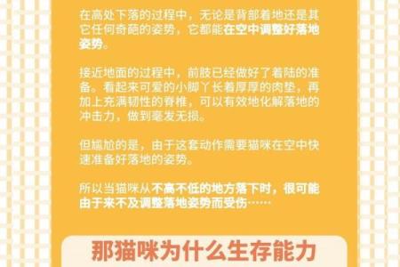 九条命的家伙：揭秘猫咪的神秘与魅力