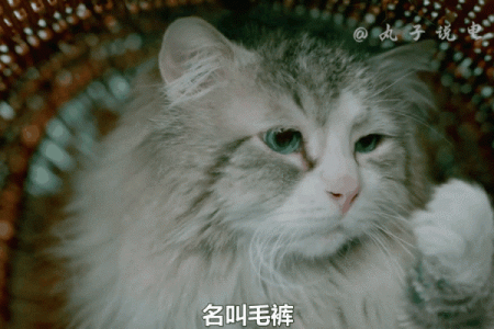 猫咪的九条命：神秘的传说与真实科学探讨