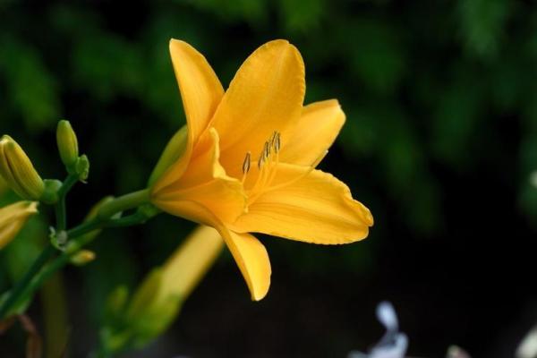壬子日女命桃花解析：如何识别命中的桃花缘分？